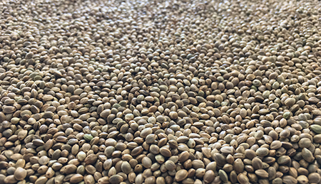 Toasted Hemp
